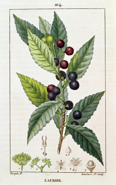 Laurel, Botanical Plate by Pierre Jean Francois Turpin